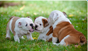 British English Bulldog puppies for sale