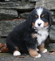 males and females Bernese Mountain Dog Puppies for Sale