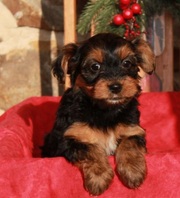 Yorkiepoo Puppy for Sale 