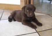 Beautiful Chocolate Labrador Retriever Puppies