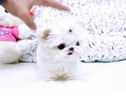   Tiny Teacup babyface Maltese puppies available and Ready For New Hom