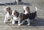 Nice Beagle Puppies for Sale